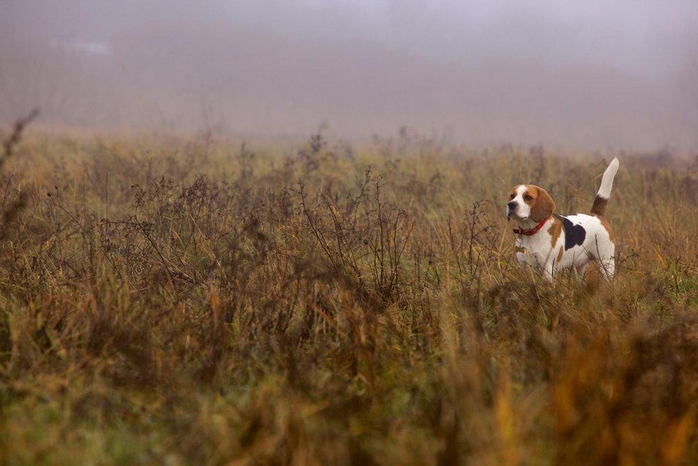 Passion No Limit - chien de chasse