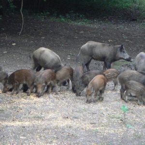 Attractants et répulsifs