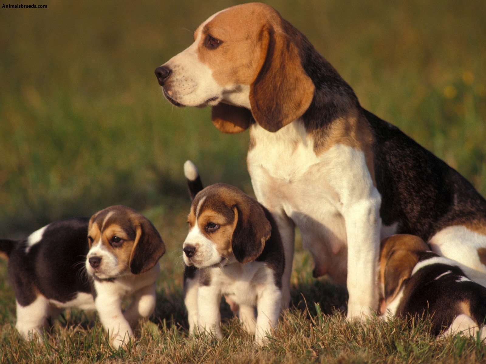 élevage de Beagles